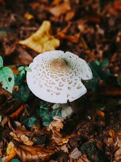 褐白蘑菇